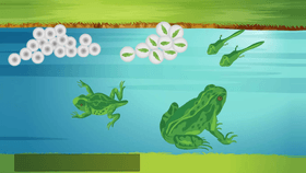 LifeCycle of a Frog 2gr