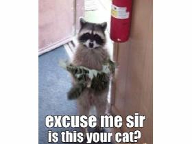 cat memes part 2