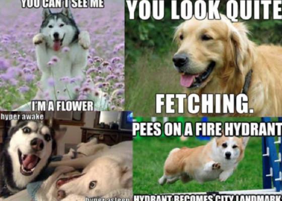 best dog memes! 1
