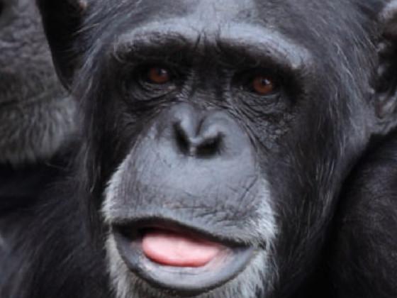 funny monkey