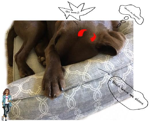 Doggo