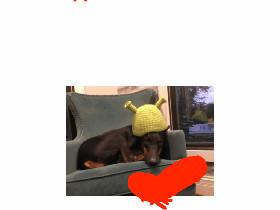 Remember this dog? 1
