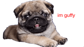 cutest pug in the wrld