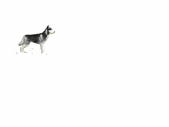 Husky
