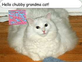 chubby grandma cat
