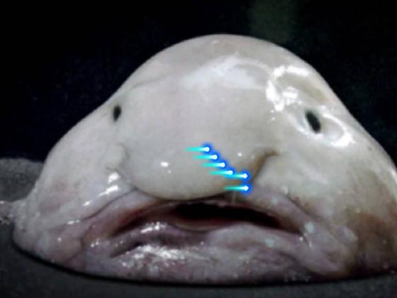 Blob the Fish 1