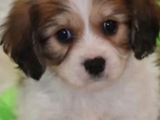 pet my puppy