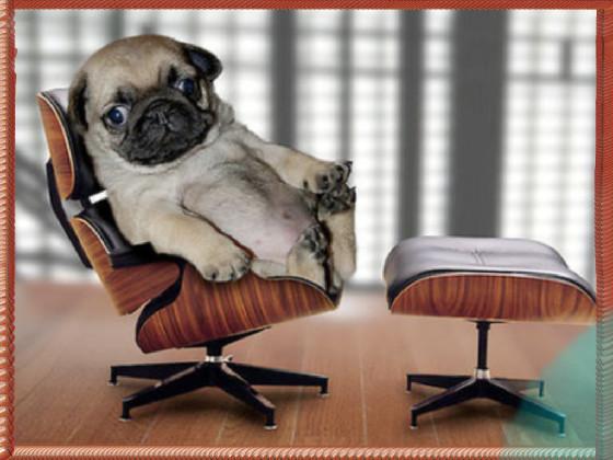 Best Pug Ofice Game 1
