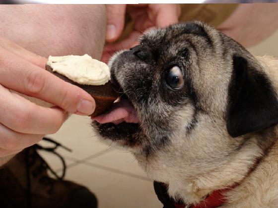 Pug and Oreo Clicker 2 1