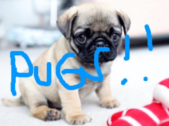 pug clicker bounce 1 1