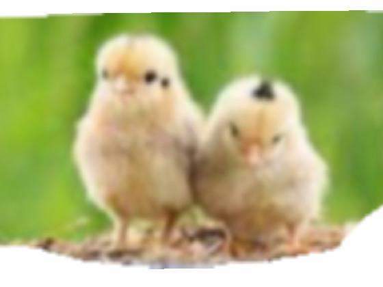 cute chicks
