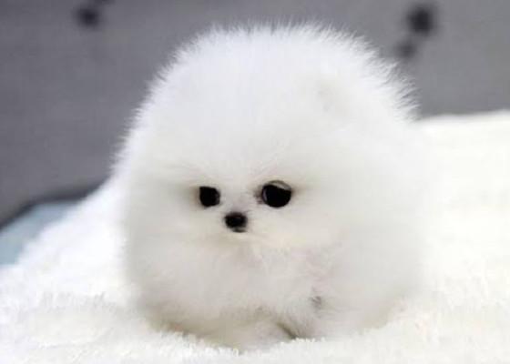 adorable marshmellow pup