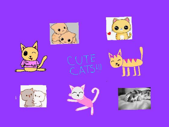 Cute cats