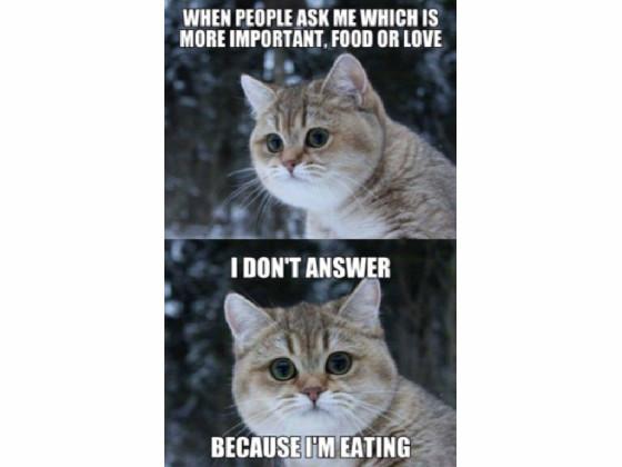 Funny Cat memes 3 