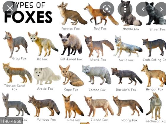 37 types of foxes!