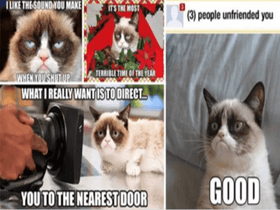 Cat memes 6