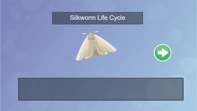 Silkworm Life Cycle - TEMPLATE