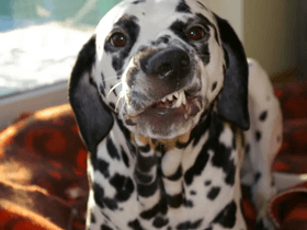smiling dog changer
