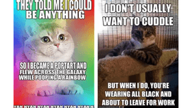 The cat meme nature walk😀😶💯 1 1