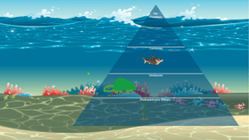 Ocean Ecological Pyramid
