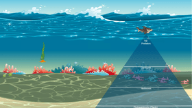 Ocean Ecological Pyramid