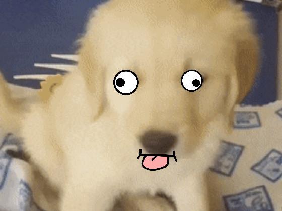 Googly Eyes dog