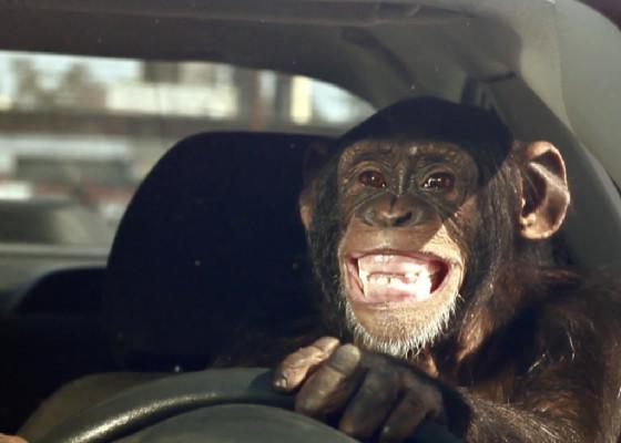 drive as a monkey simulator