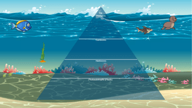 Ethan S&#039;s Ocean Ecological Pyramid
