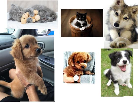 Like for the animals!