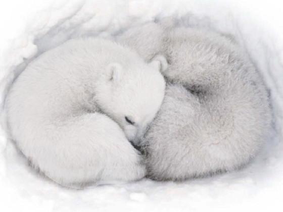 how kute little polar bears look