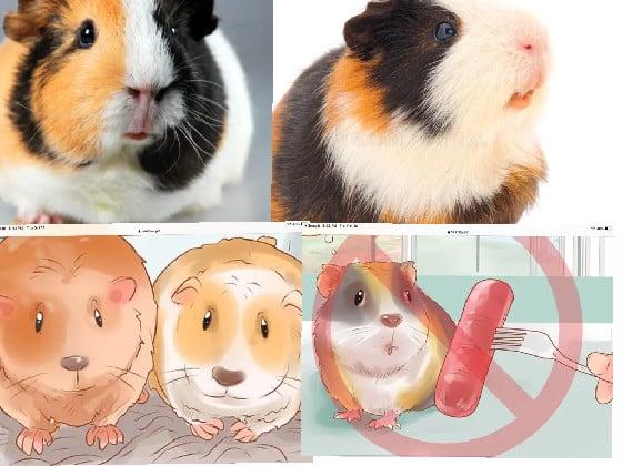 guinea pig squad!