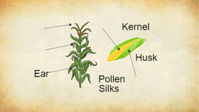 Parts of Corn