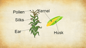 Parts of Corn Plant - TEMPLATE