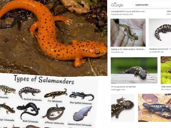 save the SALAMNDER’S!