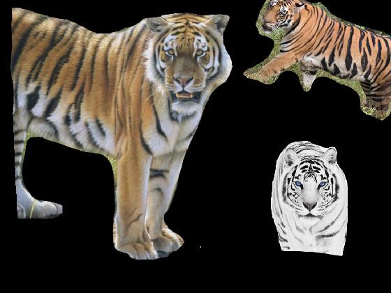 Save the tigers!!! 🐅 1 1 1 - copy - copy - copy - copy - copy 1