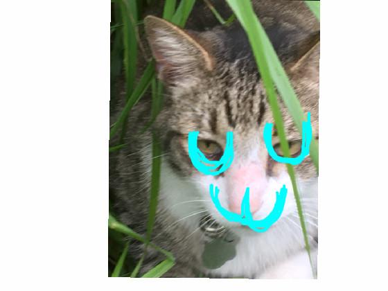UWU CAT