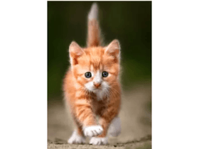 cute kittens. 2 remix