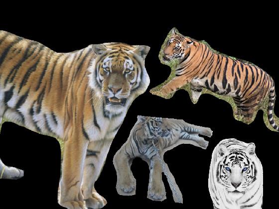 Save the tigers! 🐅 1 1