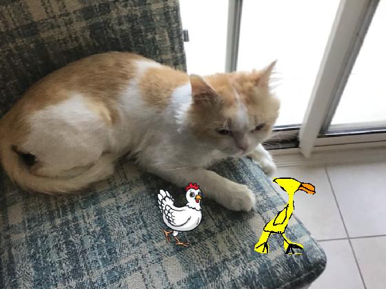 Cat vs Chicken!