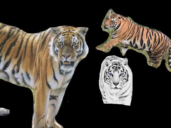 Save the tigers!!! 🙀🐅🐅🐯🐯😭 1