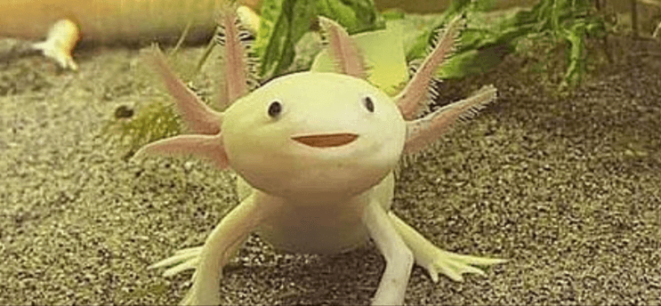 axolotl plz like