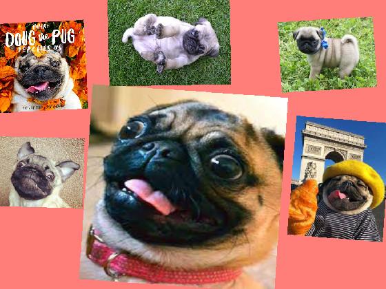 WHY WE NEED PUGS!!