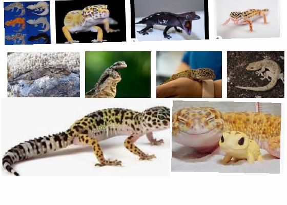 save the geckos🦎🦎🦎