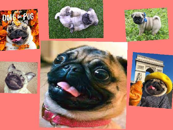 Pug Fan!