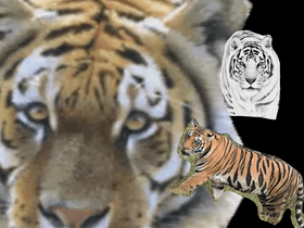 Save the tigers!!! 🐅 1 1