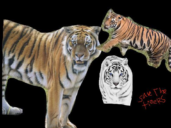 Save the tigers!!! 🐅 1 1 1 1