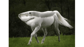 Pony shark glitch 1