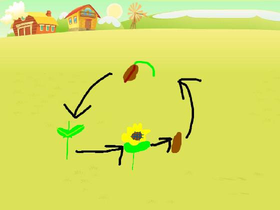sunflower life cycle