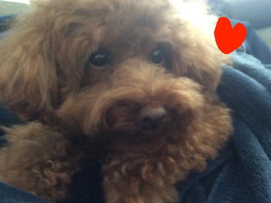 my dog ginger