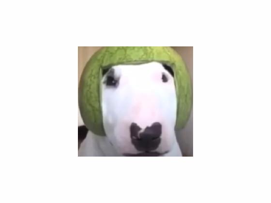 watermelone walter